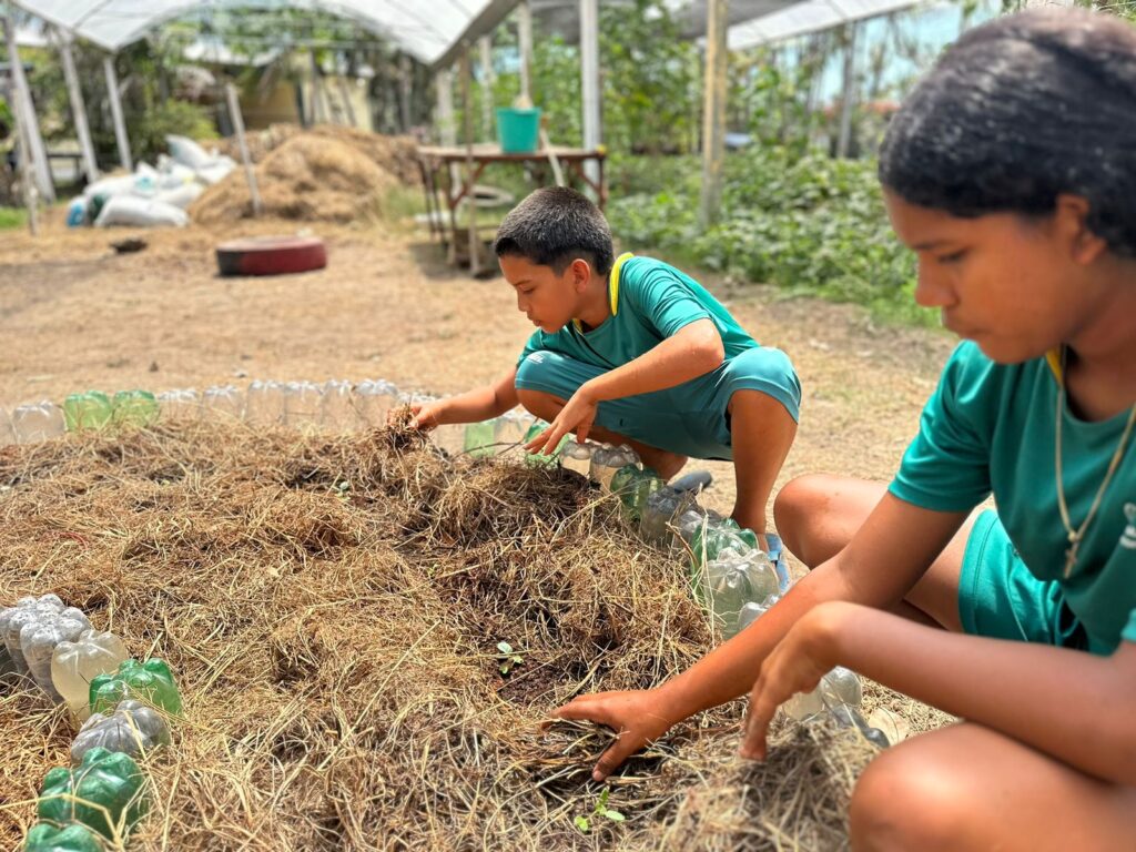 TRANSPLANTE DE MUDAS (2)