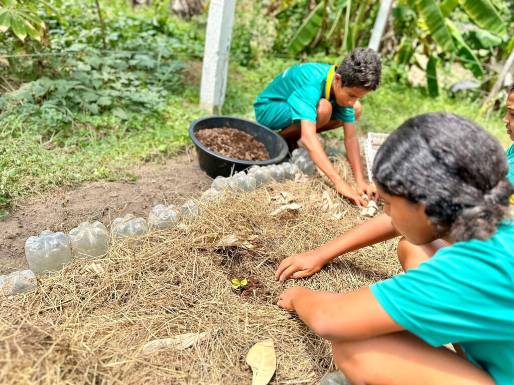 TRANSPLANTE DE MUDAS (5)